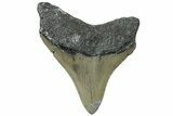 Serrated, Fossil Megalodon Tooth - North Carolina #311110-1